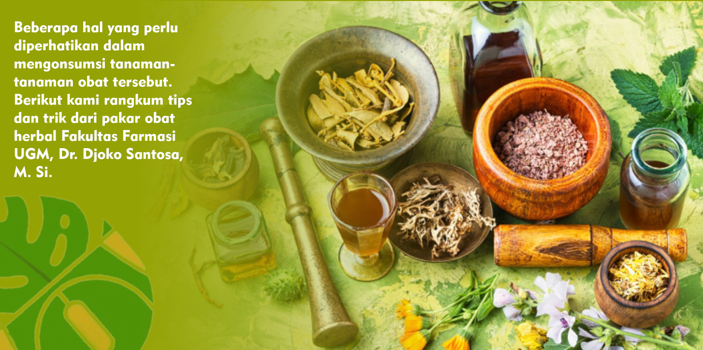 Tips Memanfaatkan Tanaman Herbal